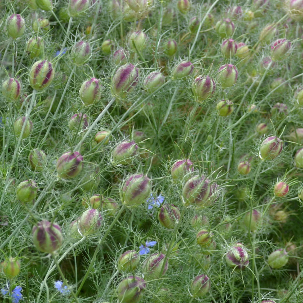 Love-in-a-Mist Seeds (Nigella damascena) - Image 5