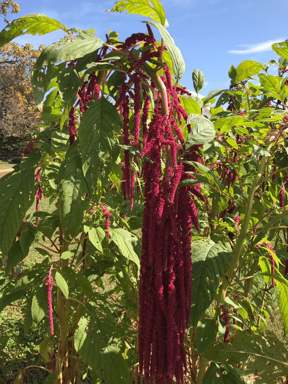 Love-lies-bleeding Seeds (Amaranthus caudatus) - Image 3