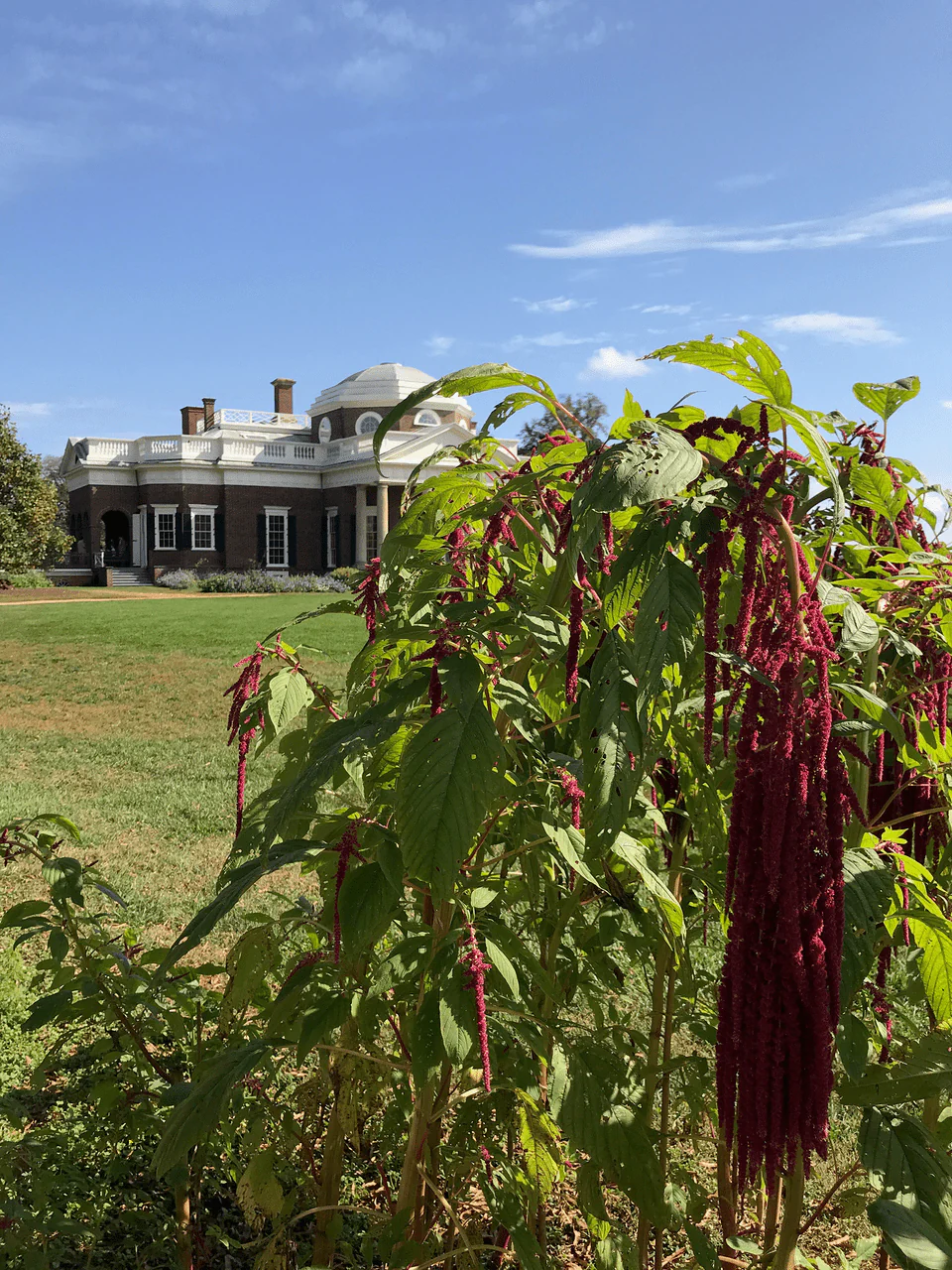 Love-lies-bleeding Seeds (Amaranthus caudatus) - Image 4