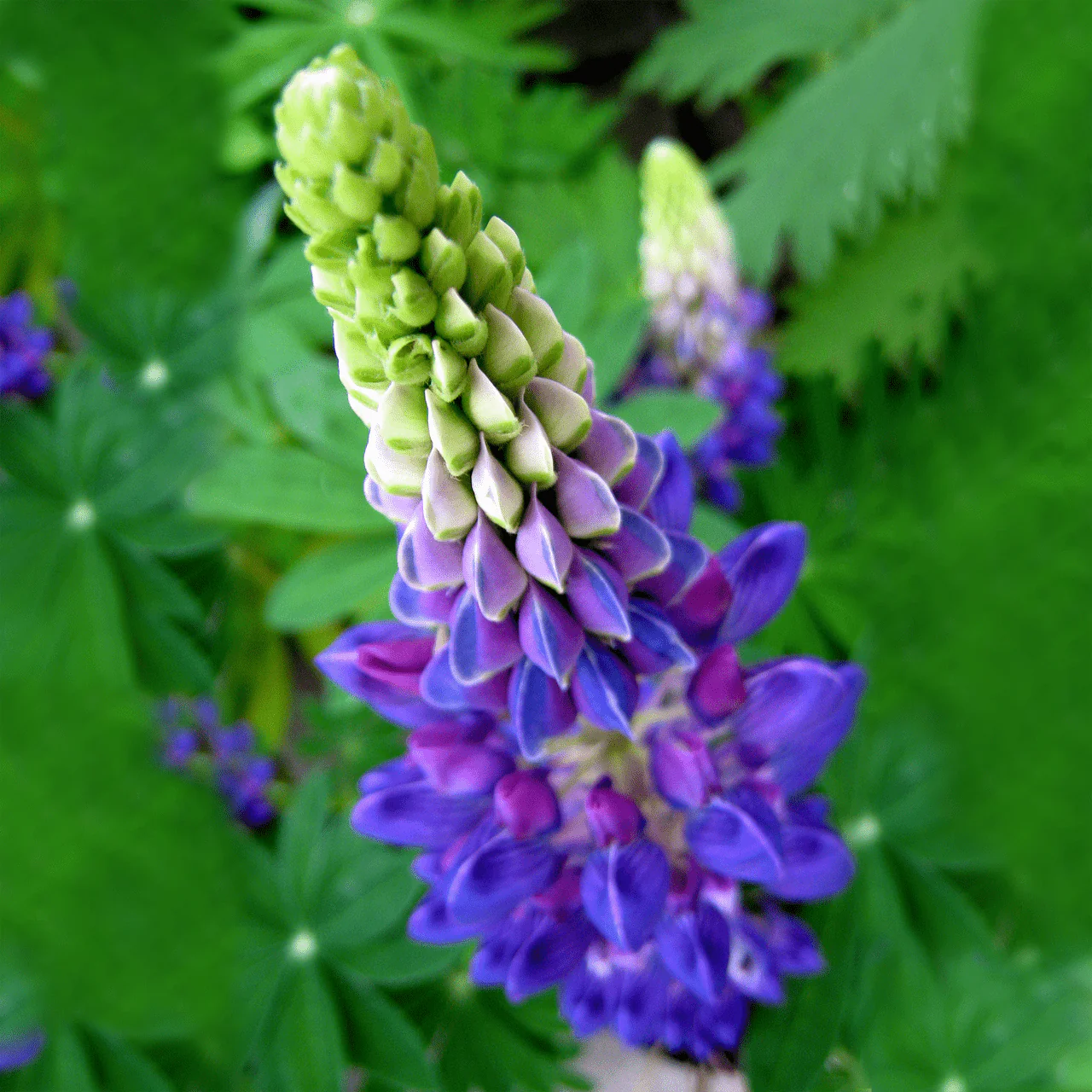 Lupine Seeds (Lupinus perennis)