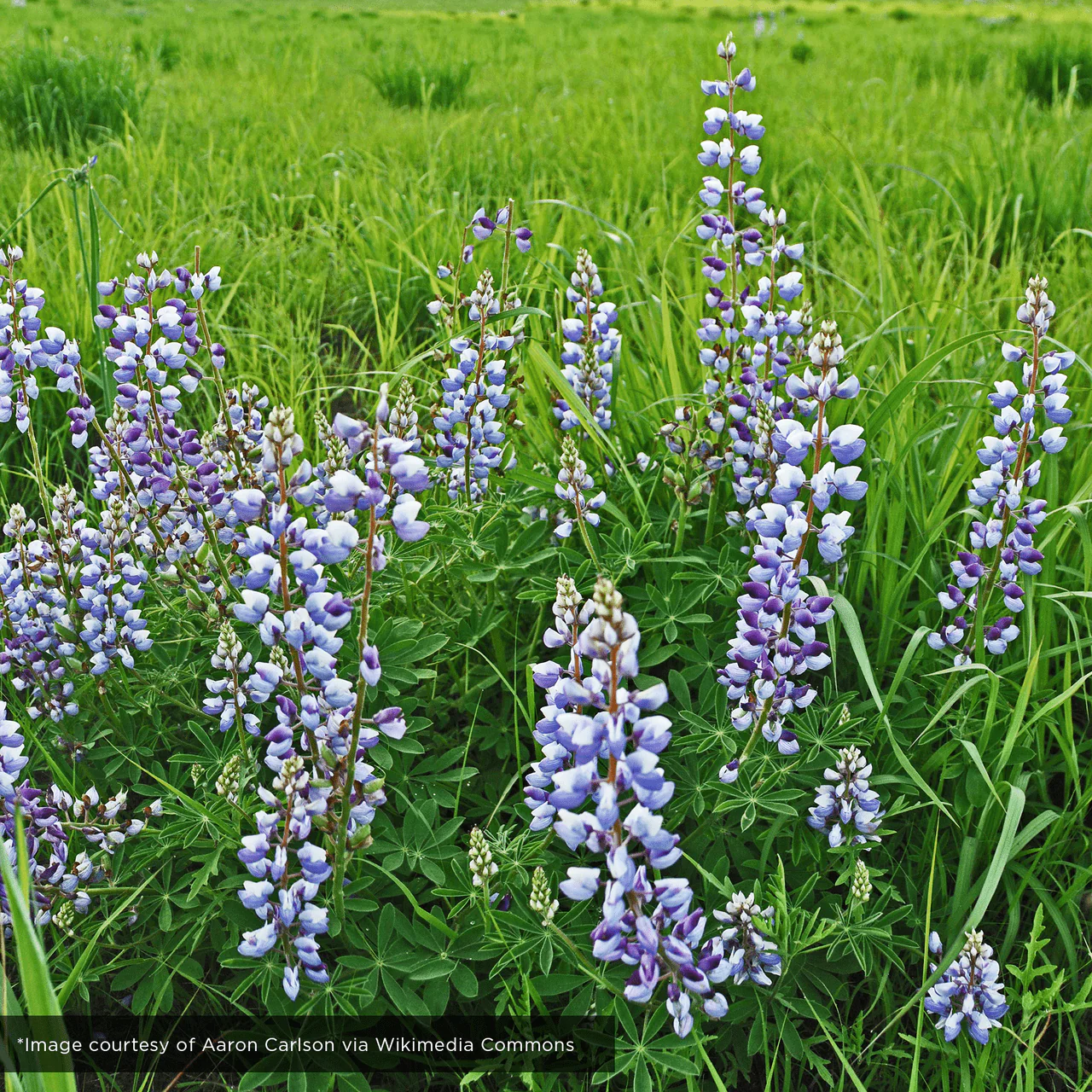 Lupine Seeds (Lupinus perennis) - Image 2
