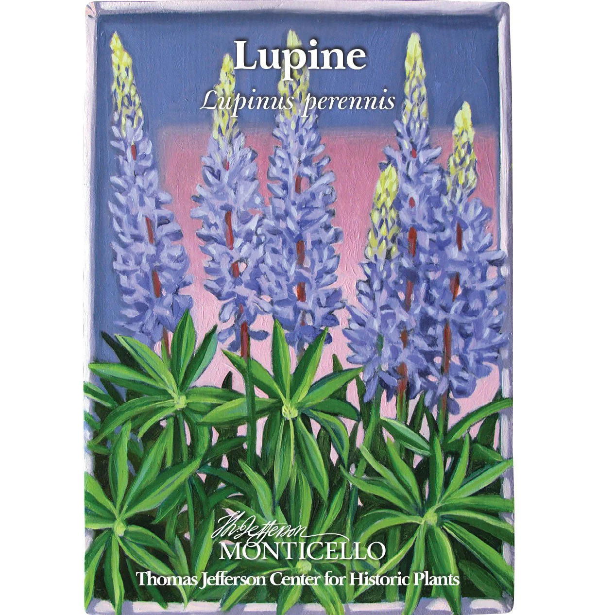 Lupine Seeds (Lupinus perennis) - Image 3