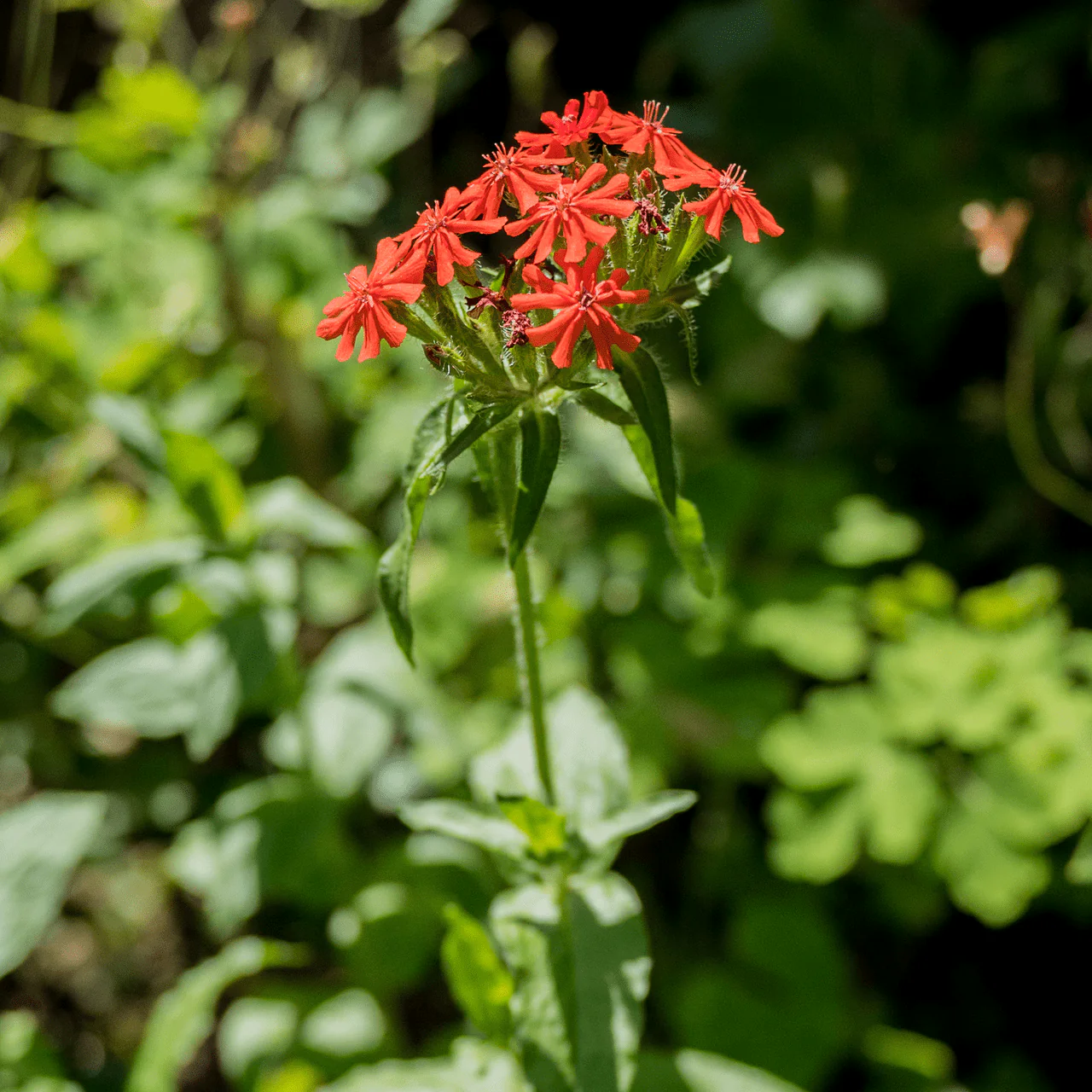 Maltese Cross Seeds (Lychnis chalcedonica) - Image 2