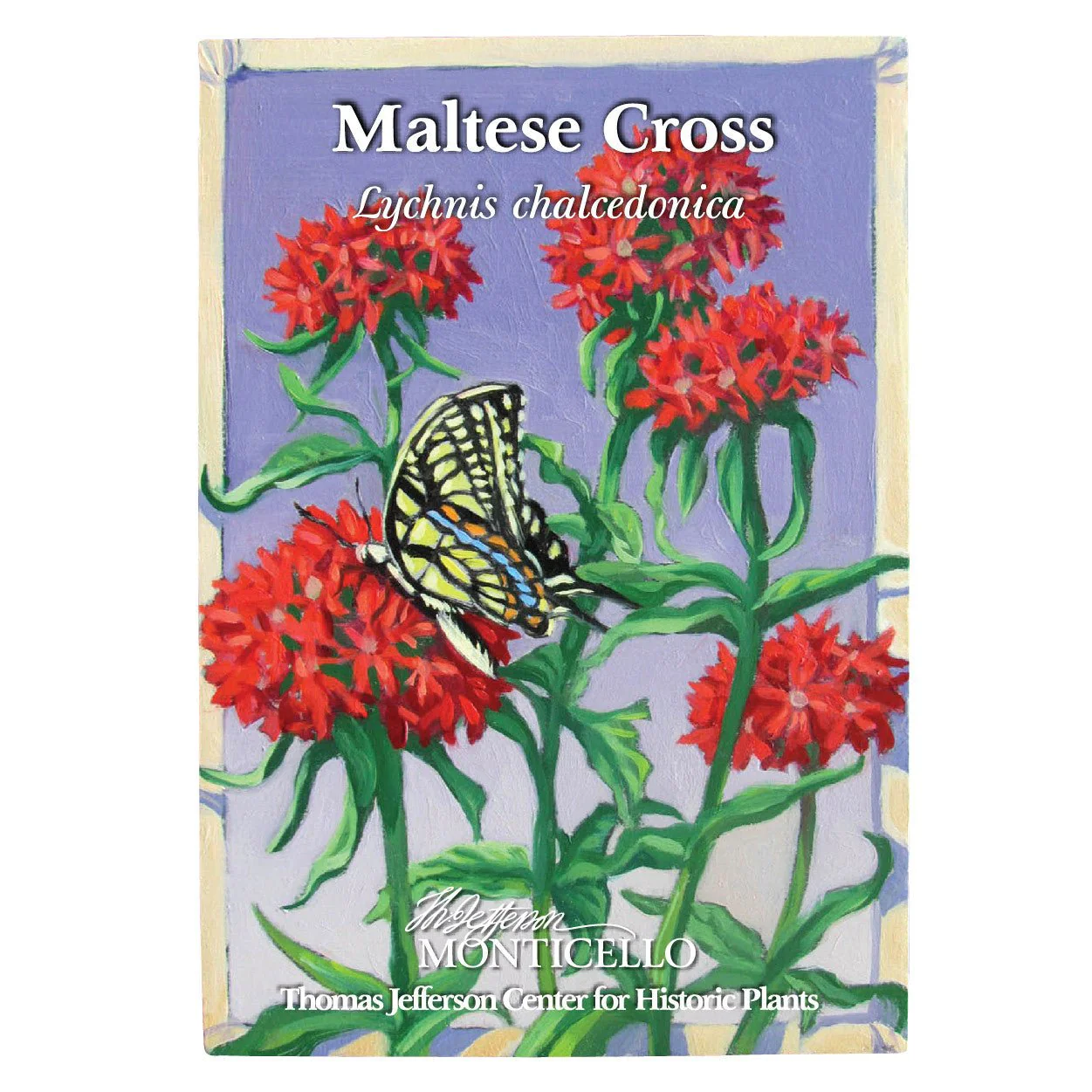 Maltese Cross Seeds (Lychnis chalcedonica) - Image 3