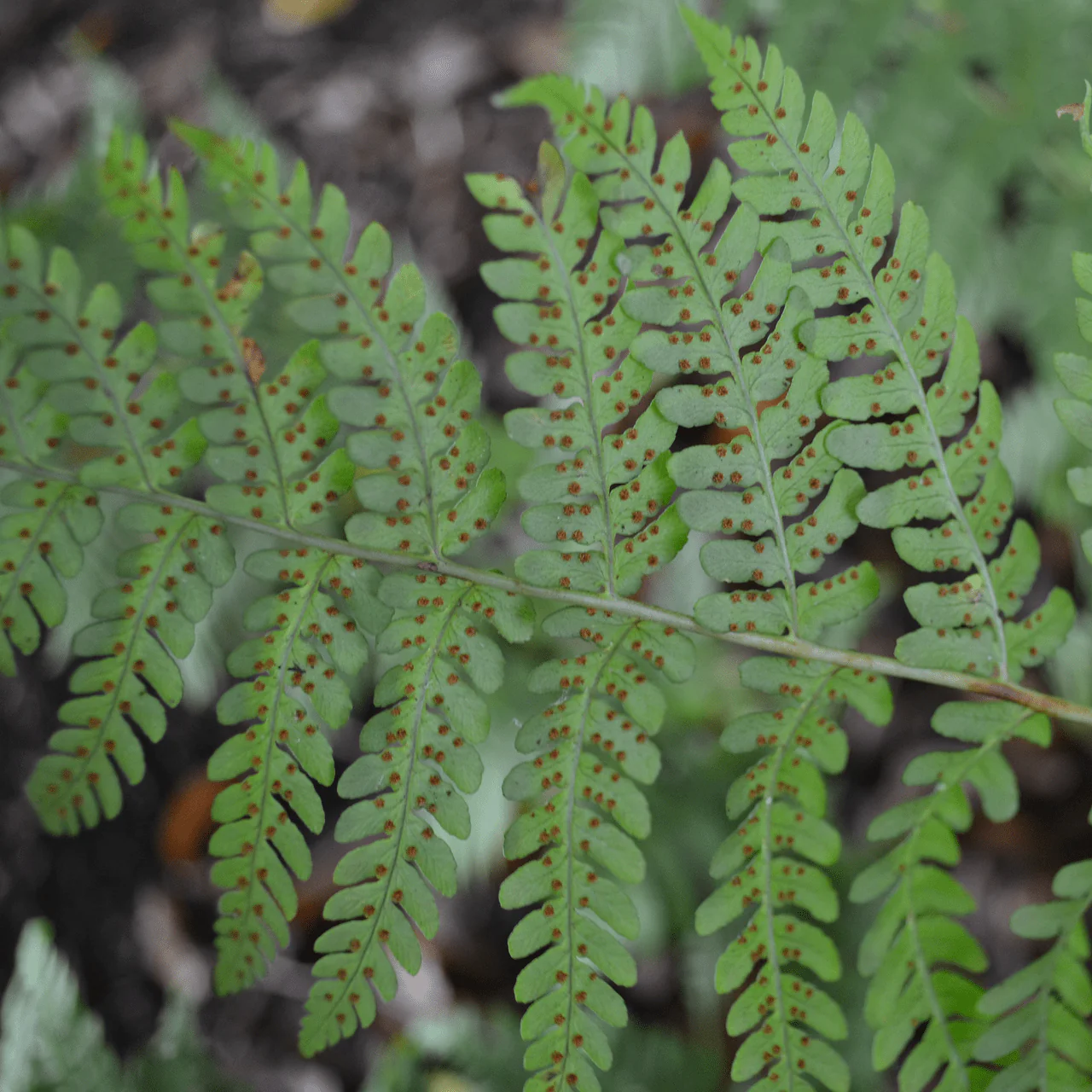 Marginal Shield Fern (Dryopteris marginalis) - Image 2