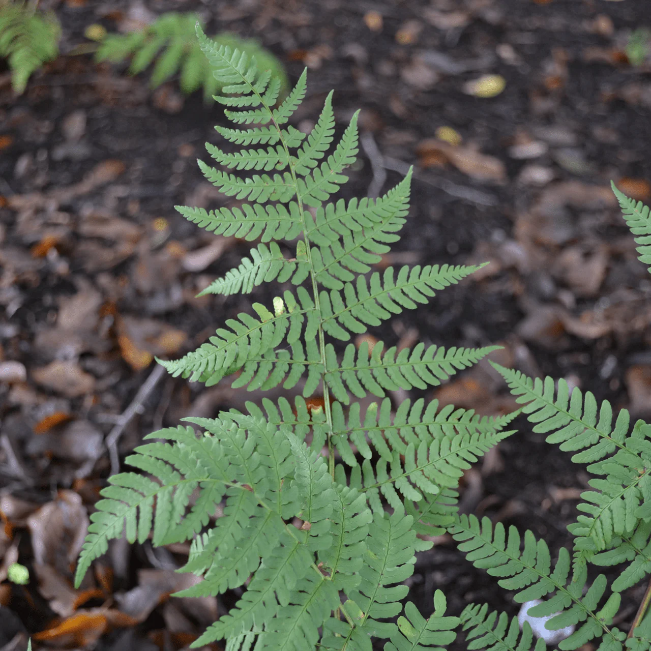 Marginal Shield Fern (Dryopteris marginalis) - Image 3