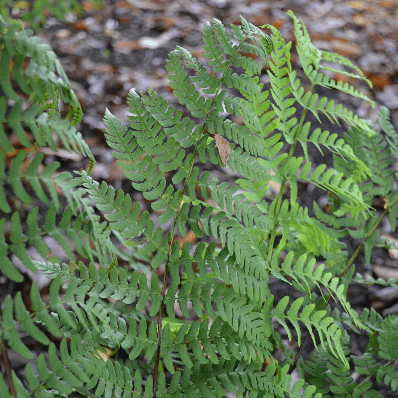 Marginal Shield Fern (Dryopteris marginalis) - Image 4