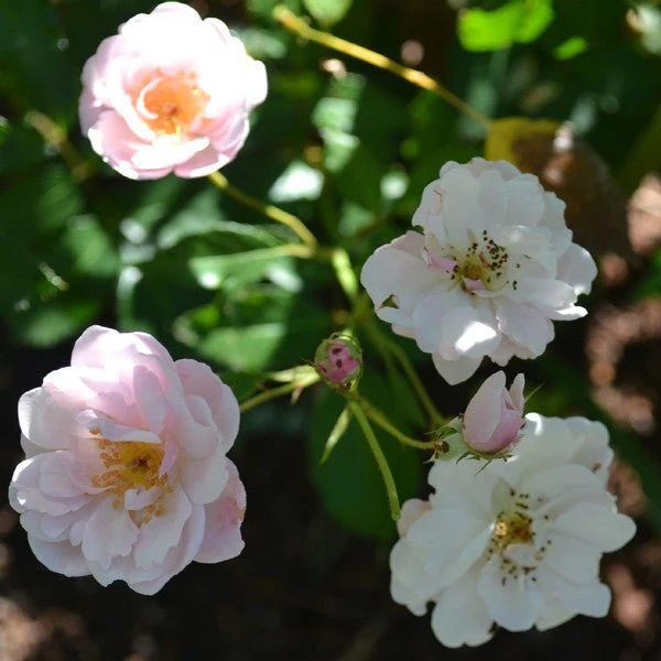 Marie Pavié Rose (Rosa Polyantha Hybrid) - Image 2