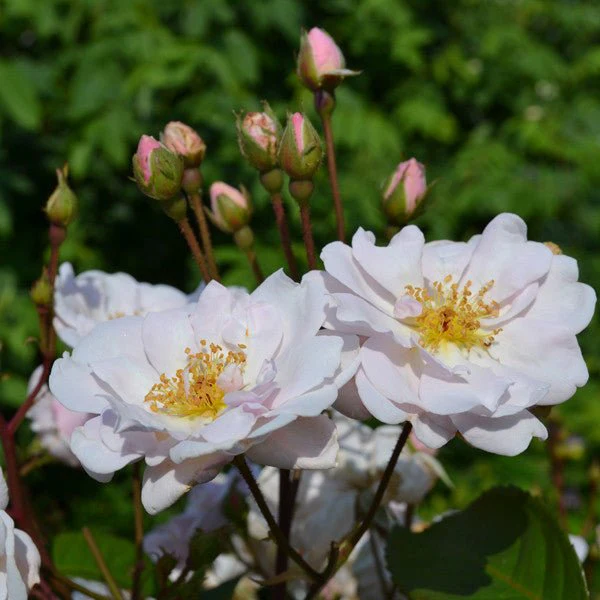Marie Pavié Rose (Rosa Polyantha Hybrid) - Image 3