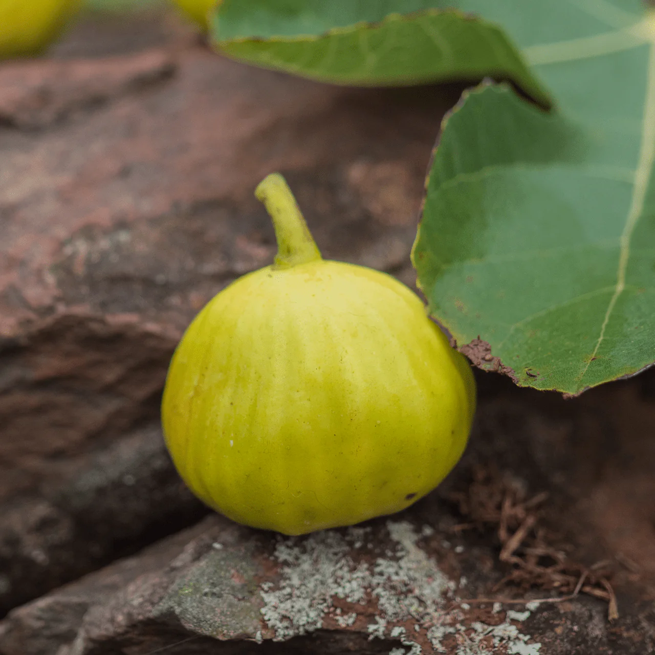'Marseilles' Fig (Ficus carica cv.) - Image 2