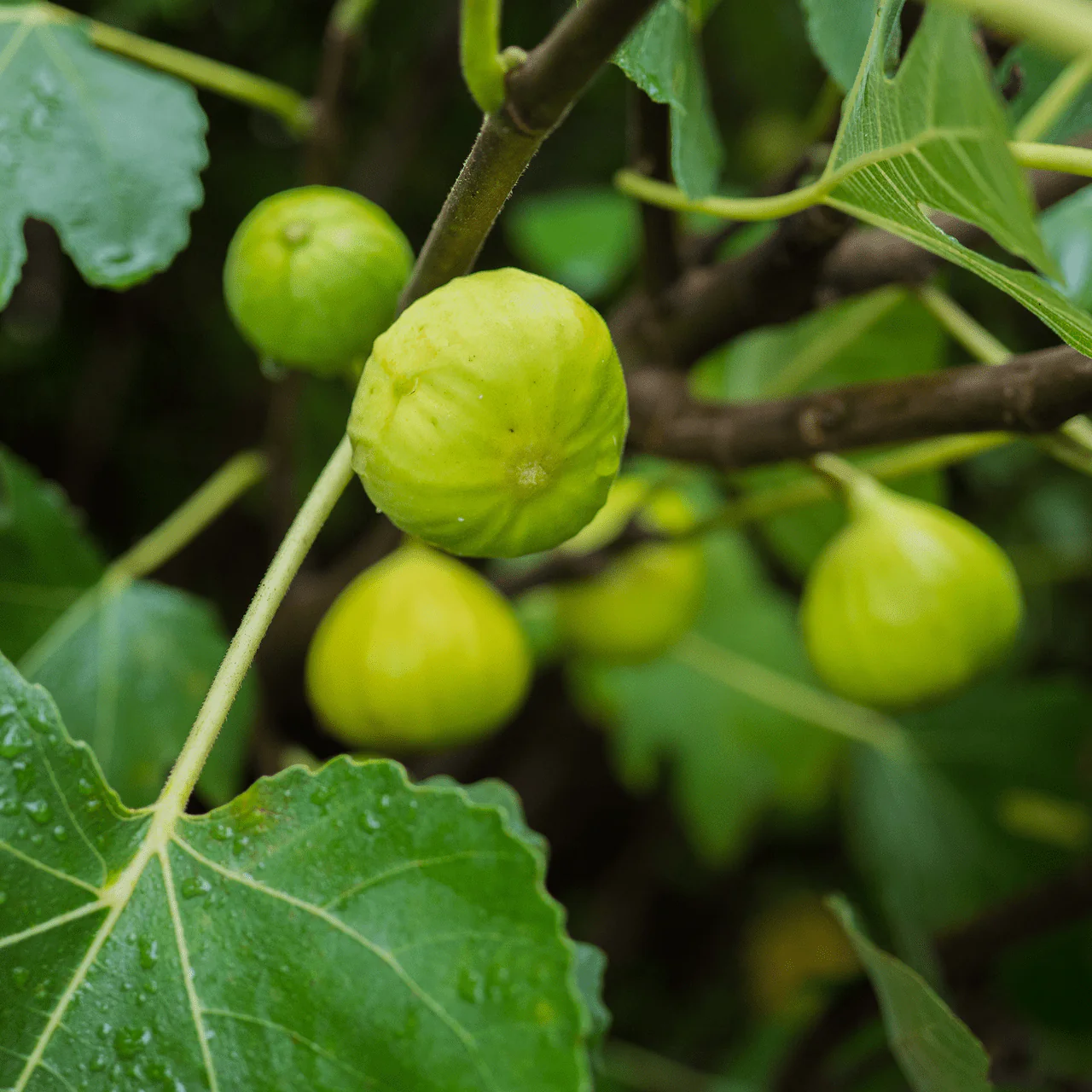 'Marseilles' Fig (Ficus carica cv.) - Image 3