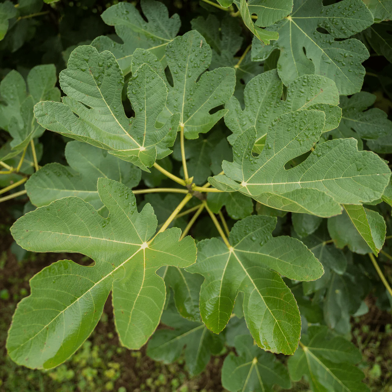 'Marseilles' Fig (Ficus carica cv.) - Image 4