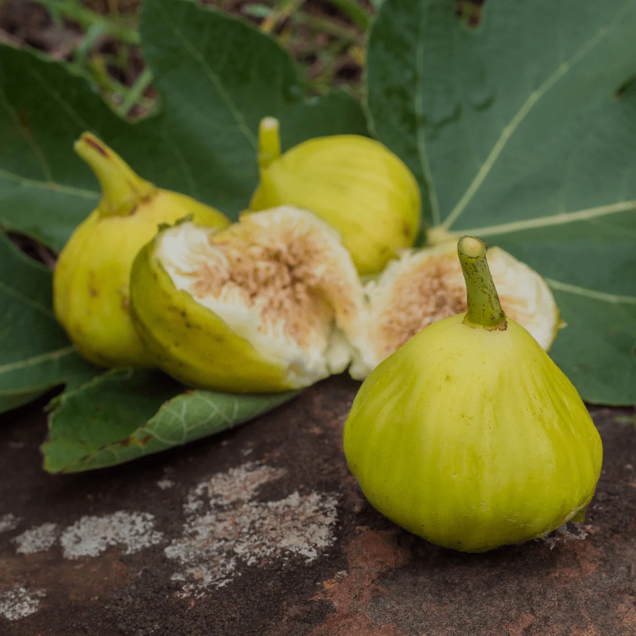 'Marseilles' Fig (Ficus carica cv.) - Image 5