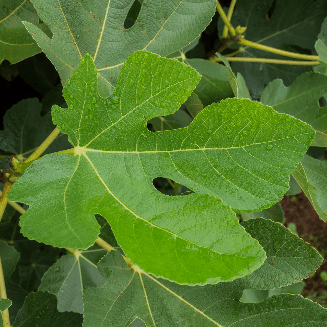 'Marseilles' Fig (Ficus carica cv.) - Image 6