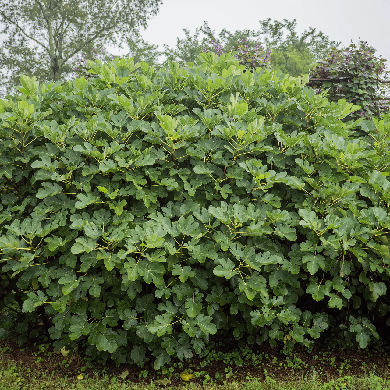 'Marseilles' Fig (Ficus carica cv.) - Image 7