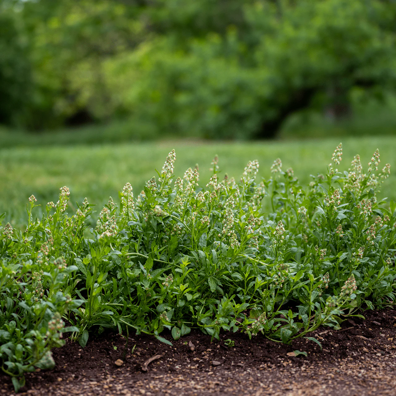 Mignonette Seeds (Reseda odorata grandiflora) - Image 3