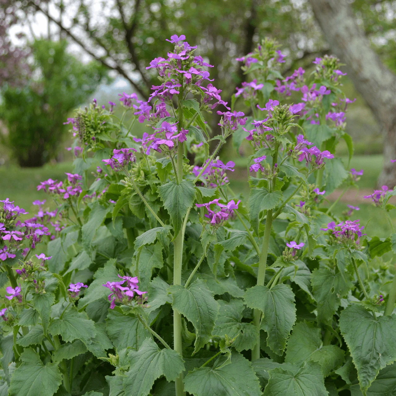 Money Plant Seeds (Lunaria annua) - Image 3