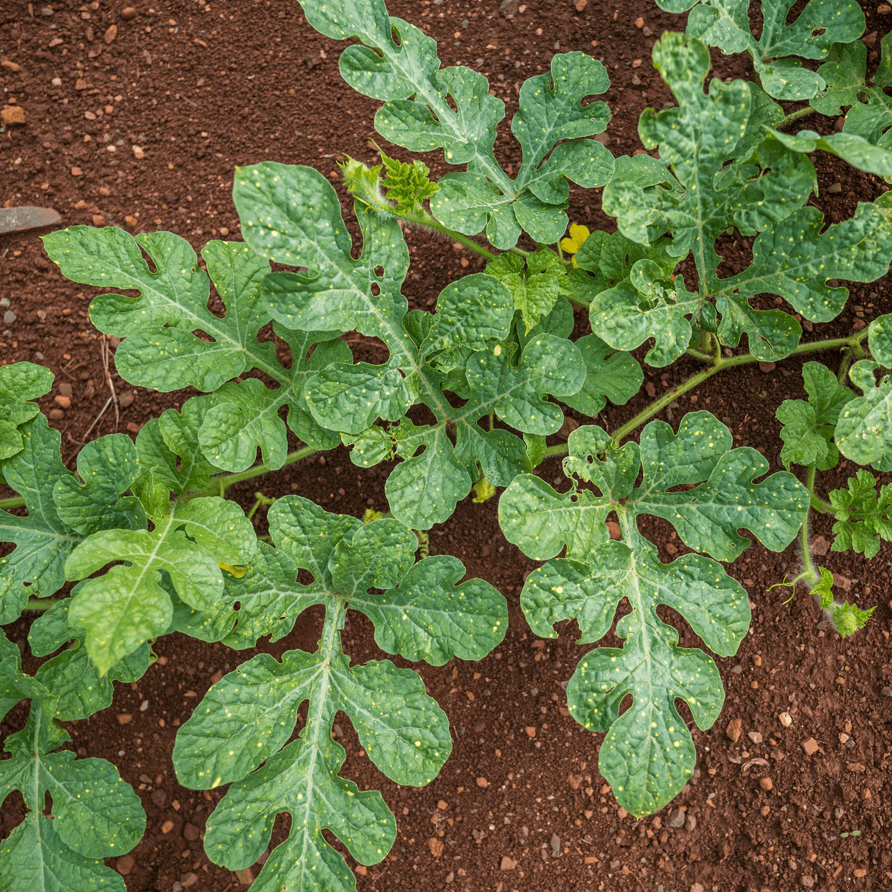 Moon and Stars Watermelon Seeds (Citrullus lanatus cv.) - Image 4