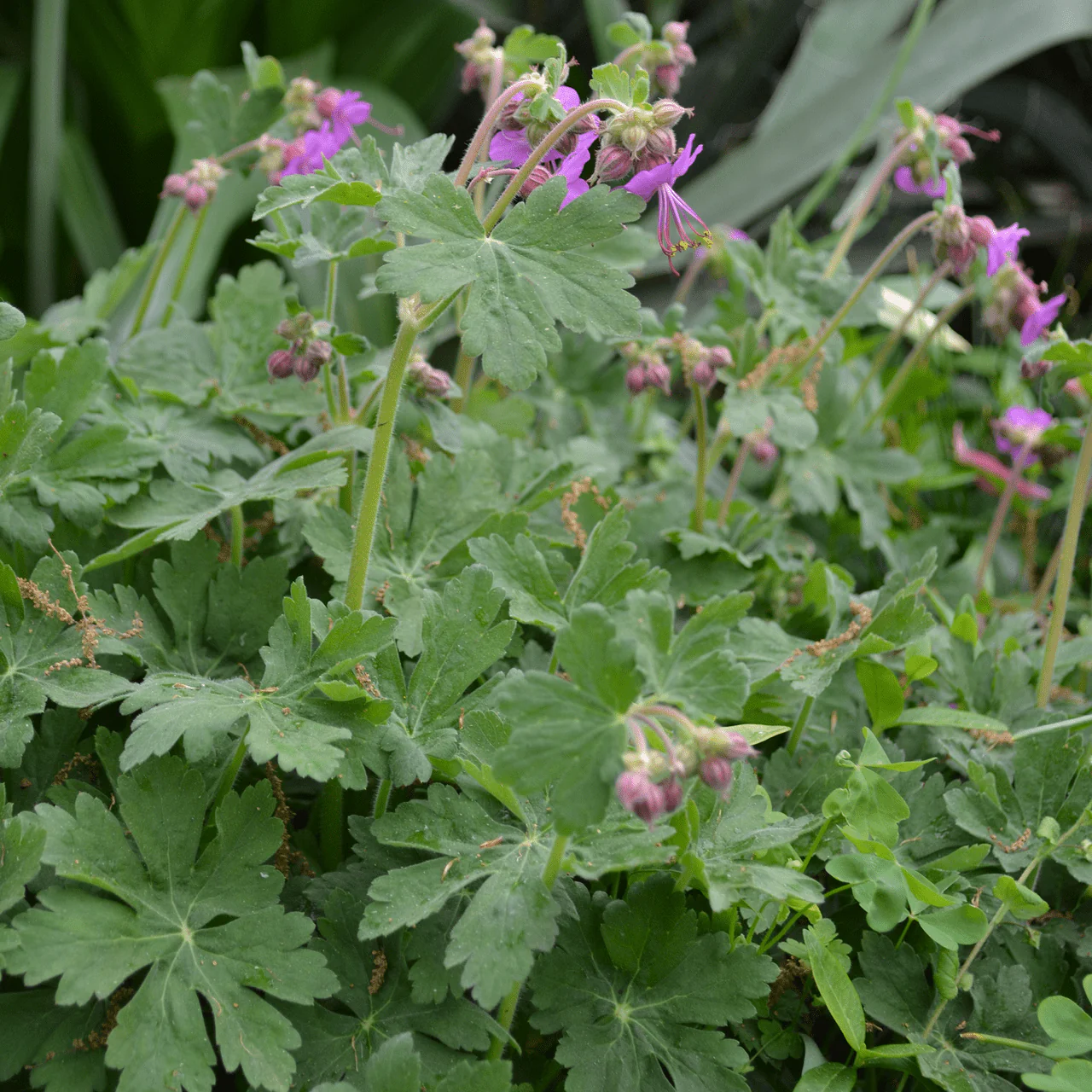 Musk Geranium (Geranium macrorrhizum) - Image 2