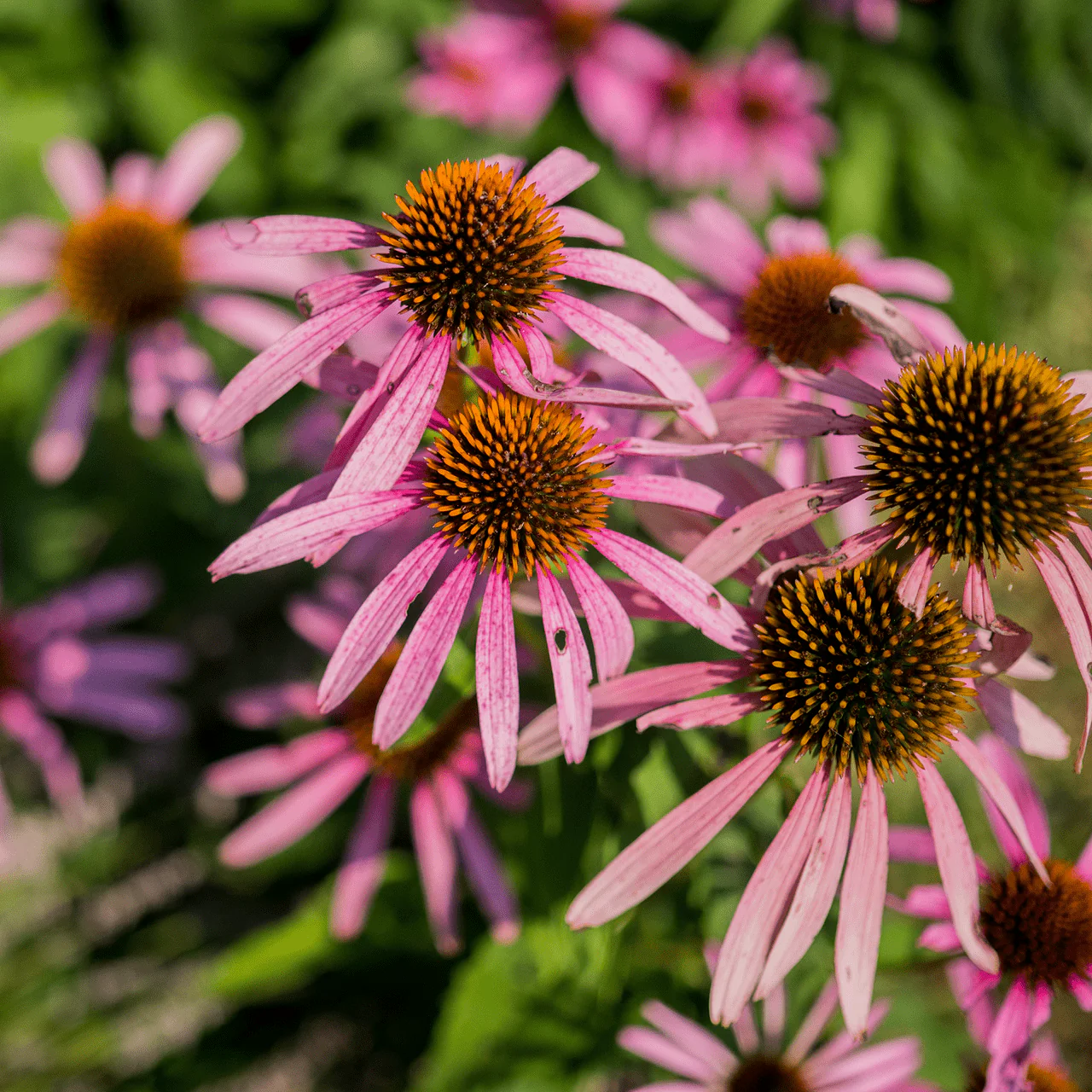 Narrow-leaved Coneflower (Echinacea angustifolia)