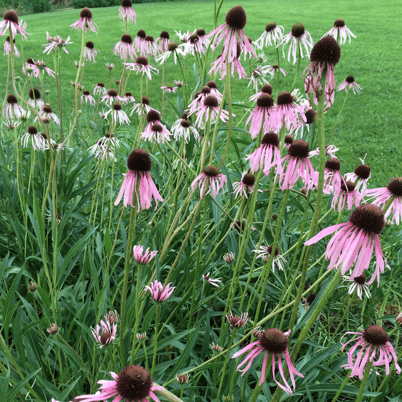 Narrow-leaved Coneflower (Echinacea angustifolia) - Image 3