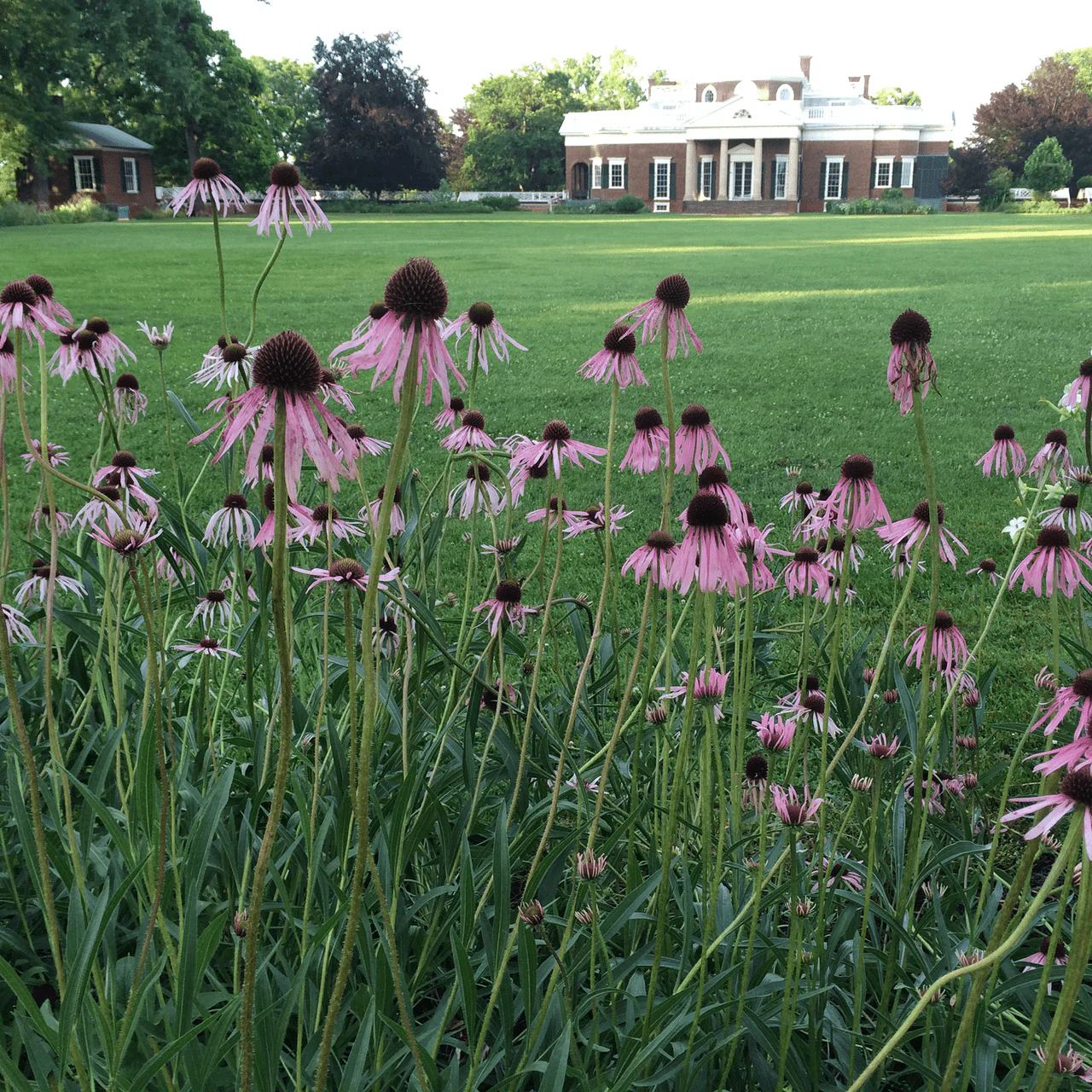 Narrow-leaved Coneflower Seeds (Echinacea angustifolia) - Image 3