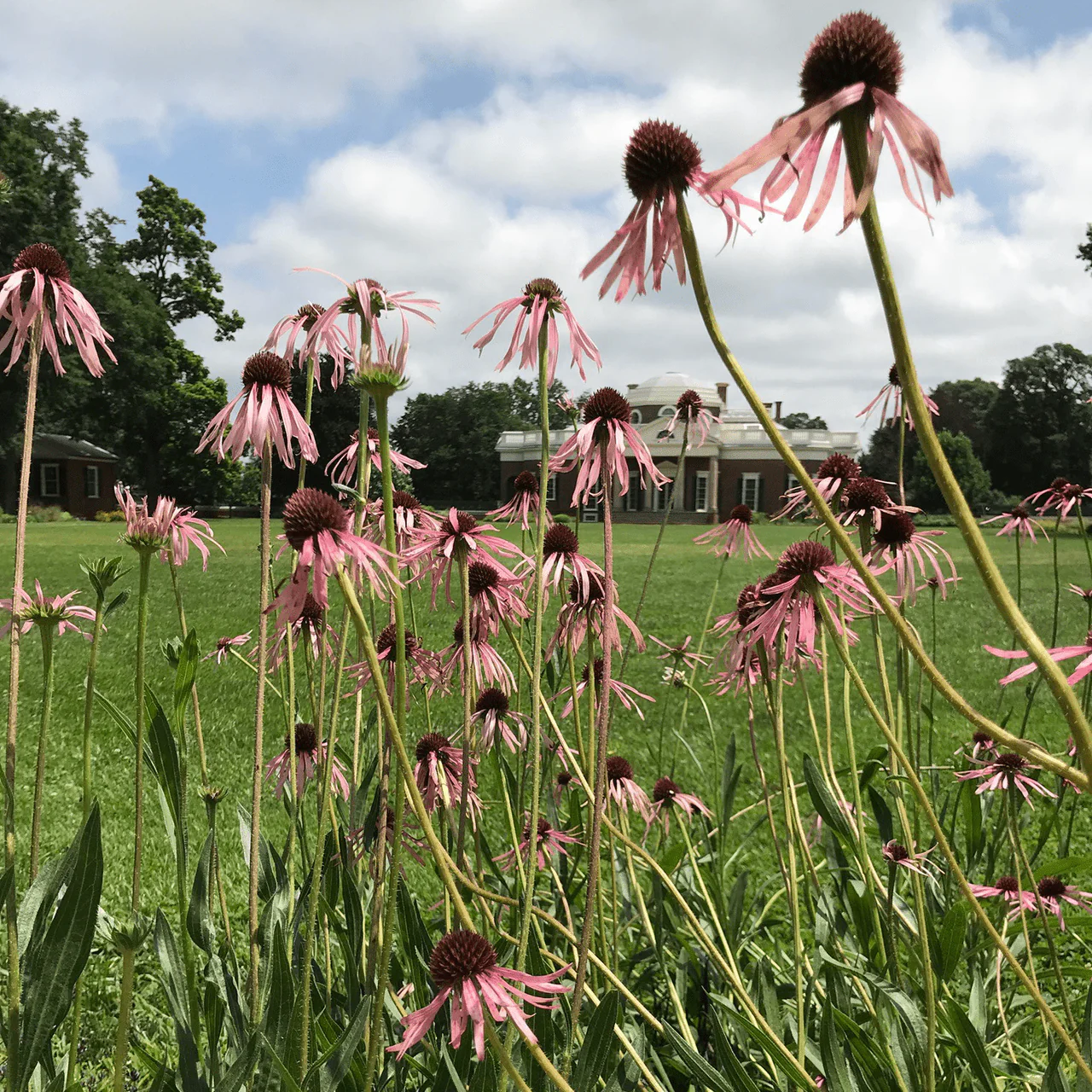 Narrow-leaved Coneflower Seeds (Echinacea angustifolia) - Image 4