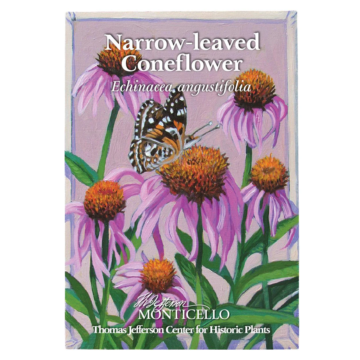 Narrow-leaved Coneflower Seeds (Echinacea angustifolia) - Image 5