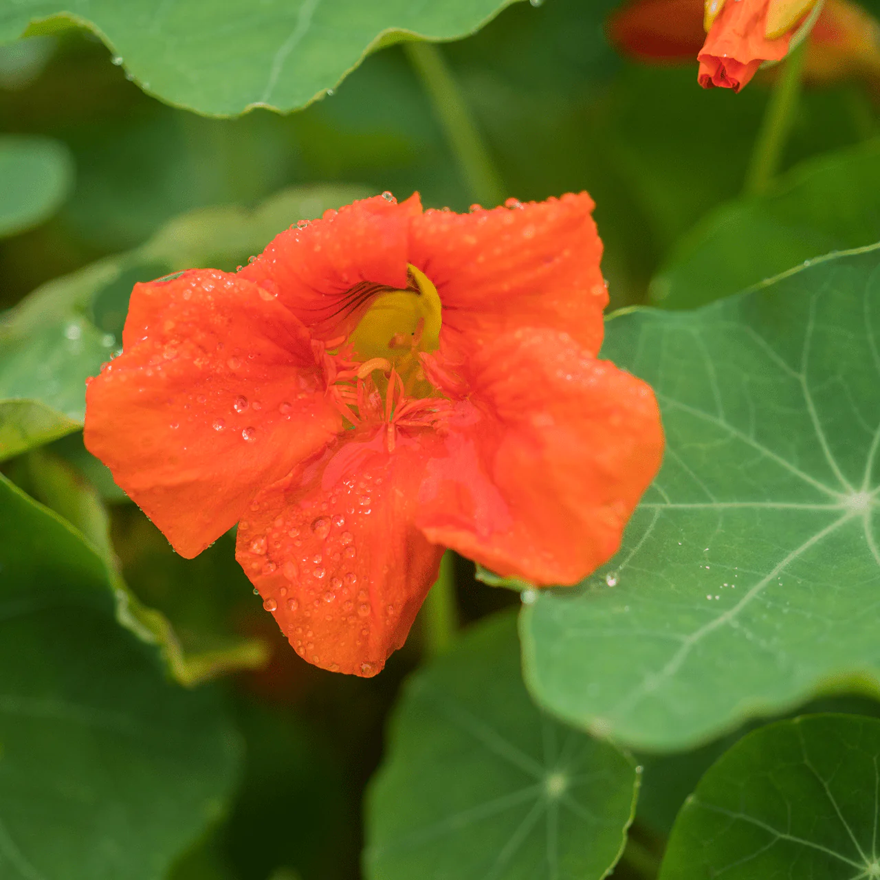 Nasturtium Seeds (Tropaeolum majus) - Image 3