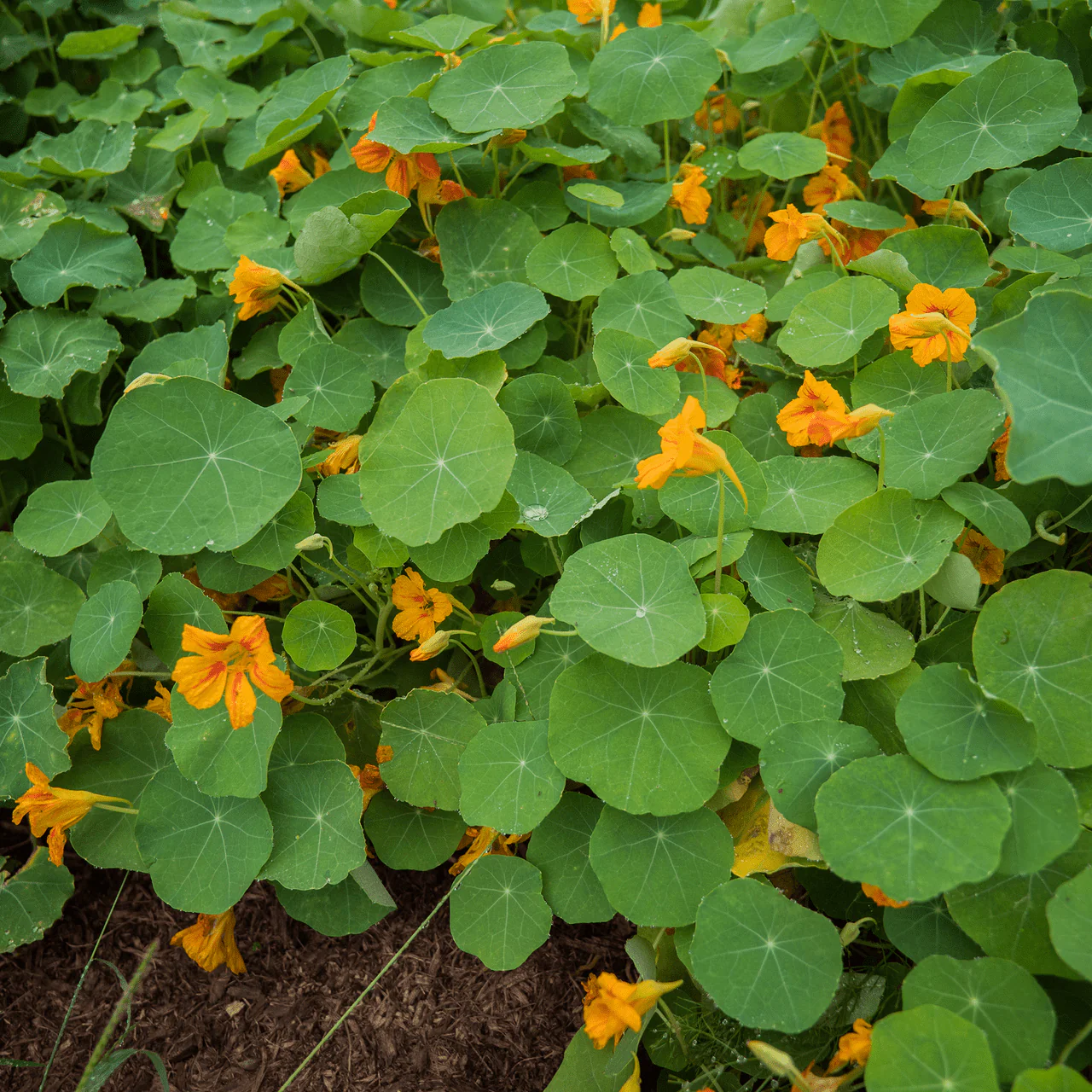 Nasturtium Seeds (Tropaeolum majus) - Image 8