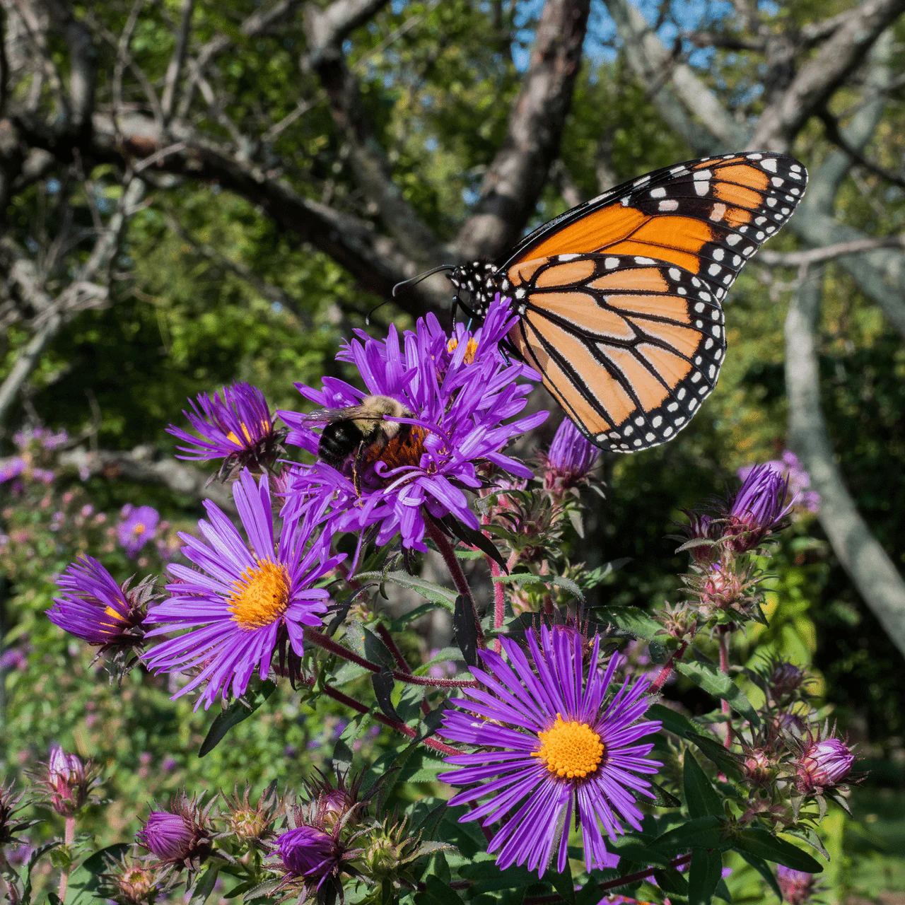 New England Aster (Symphyotrichum novae-angliae)