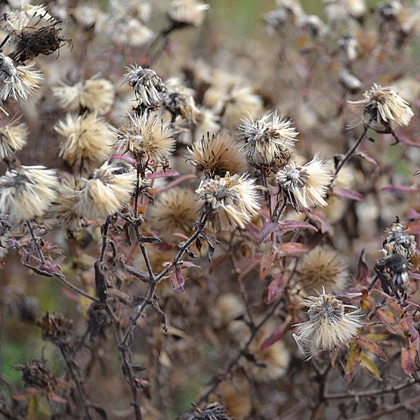 New England Aster (Symphyotrichum novae-angliae) - Image 2