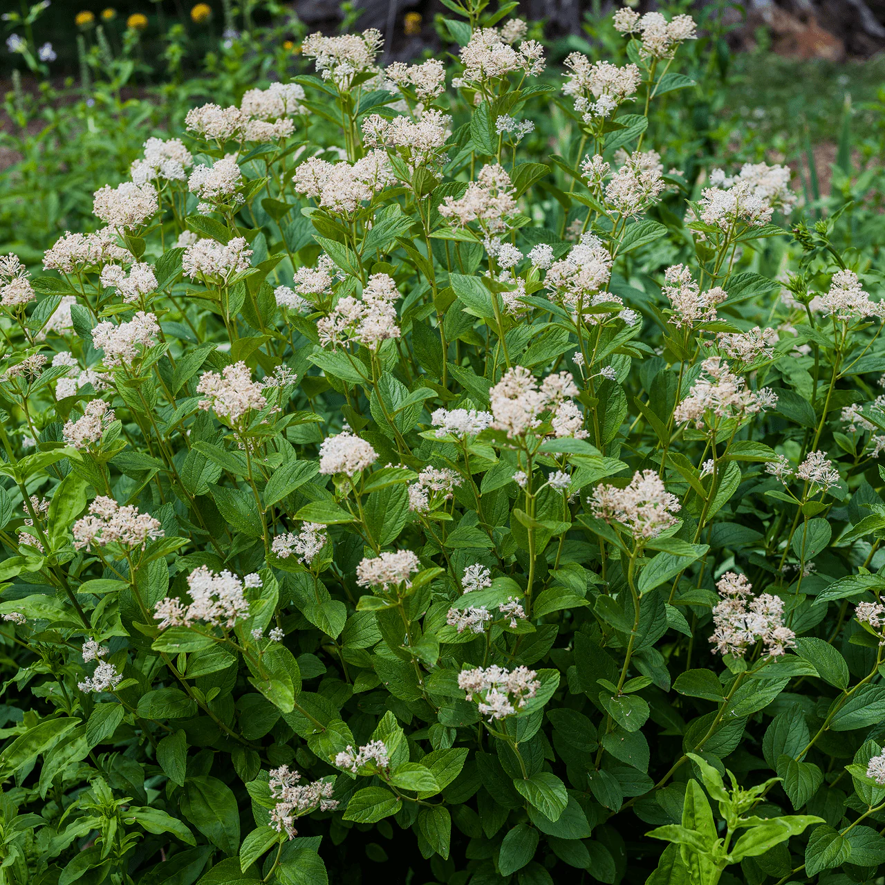 New Jersey Tea (Ceanothus americanus) - Image 2