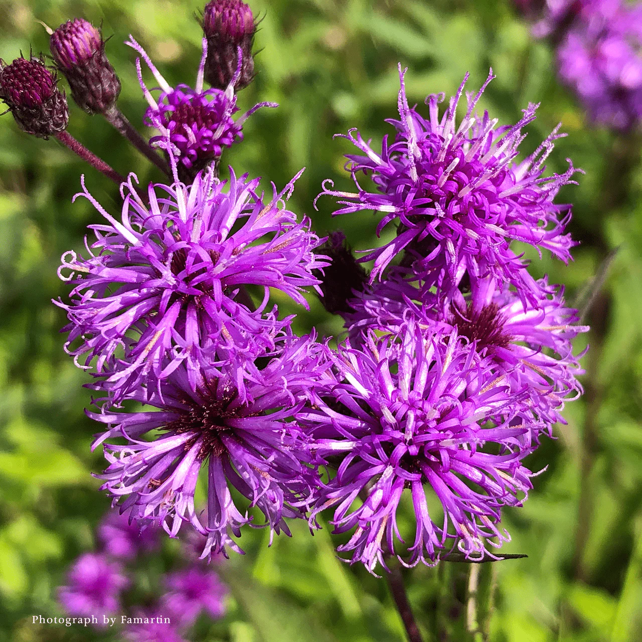 New York Ironweed (Vernonia noveboracensis)