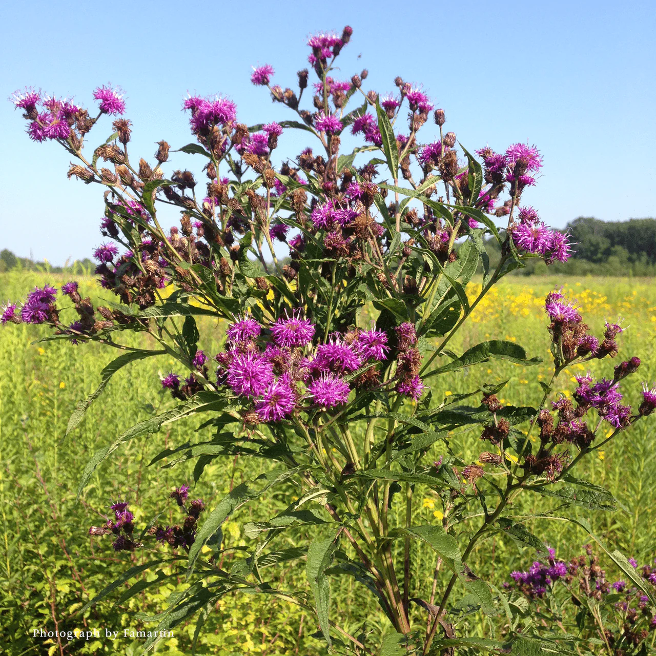 New York Ironweed (Vernonia noveboracensis) - Image 2