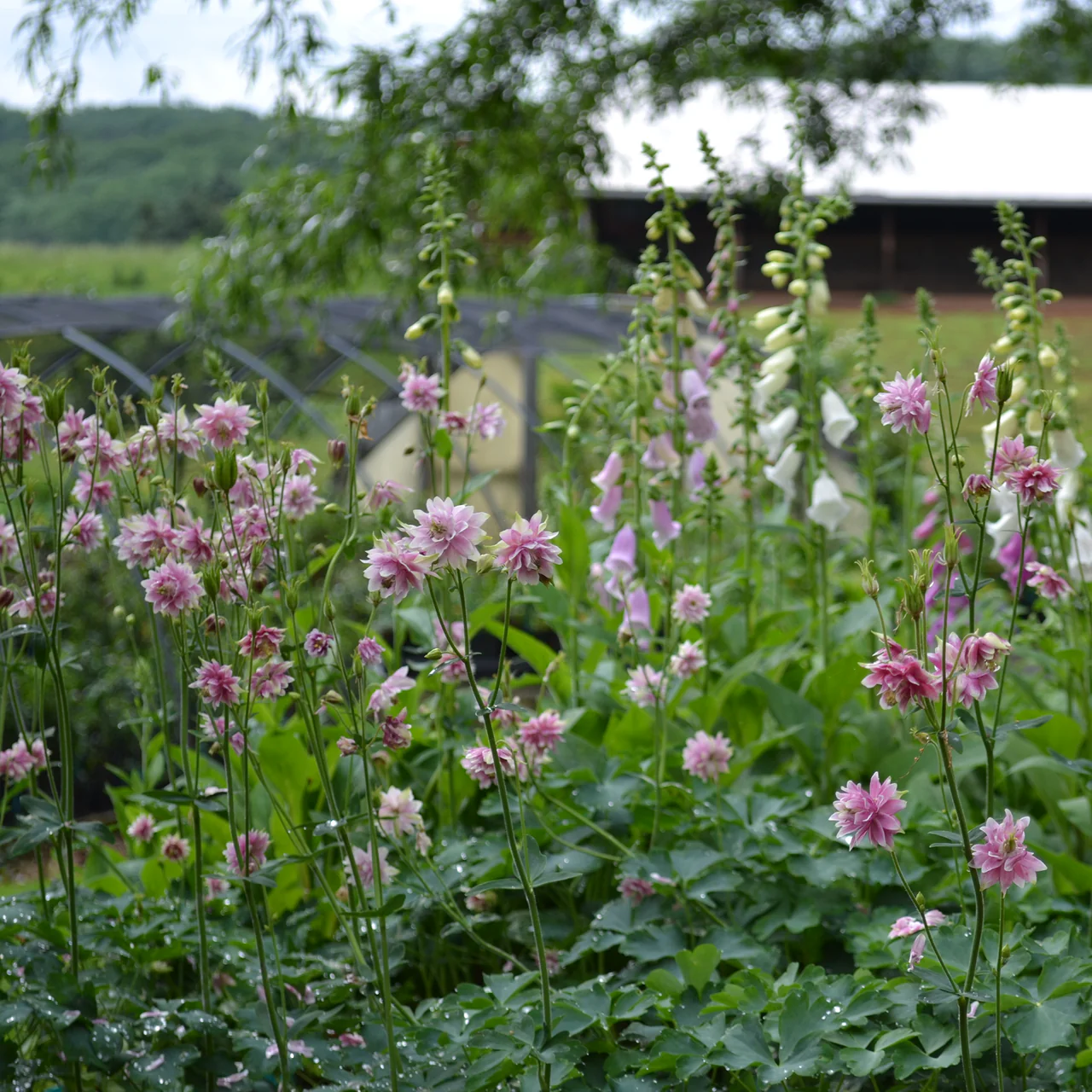 Nora Barlow Columbine (Aquilegia vulgaris cv.) - Image 2