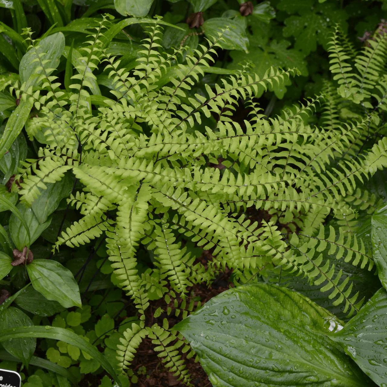 Northern Maidenhair Fern (Adiantum pedatum) - Image 2