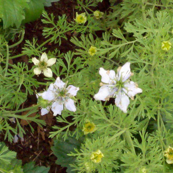 Nutmeg Plant; Black Cumin Seeds (Nigella sativa) - Image 2