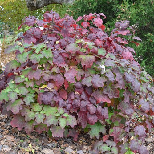 Oakleaf Hydrangea (Hydrangea quercifolia) - Image 2