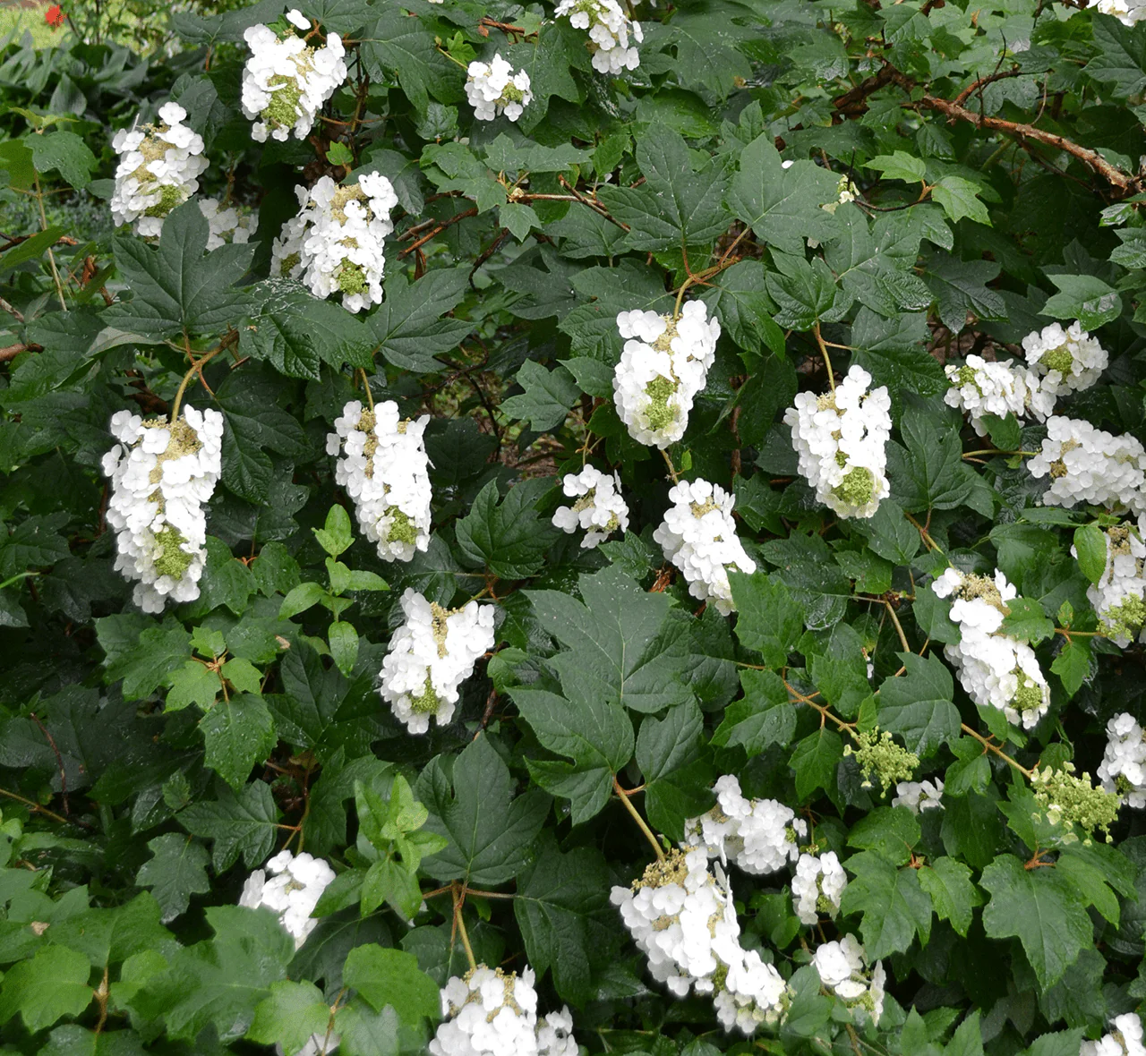 Oakleaf Hydrangea (Hydrangea quercifolia) - Image 3