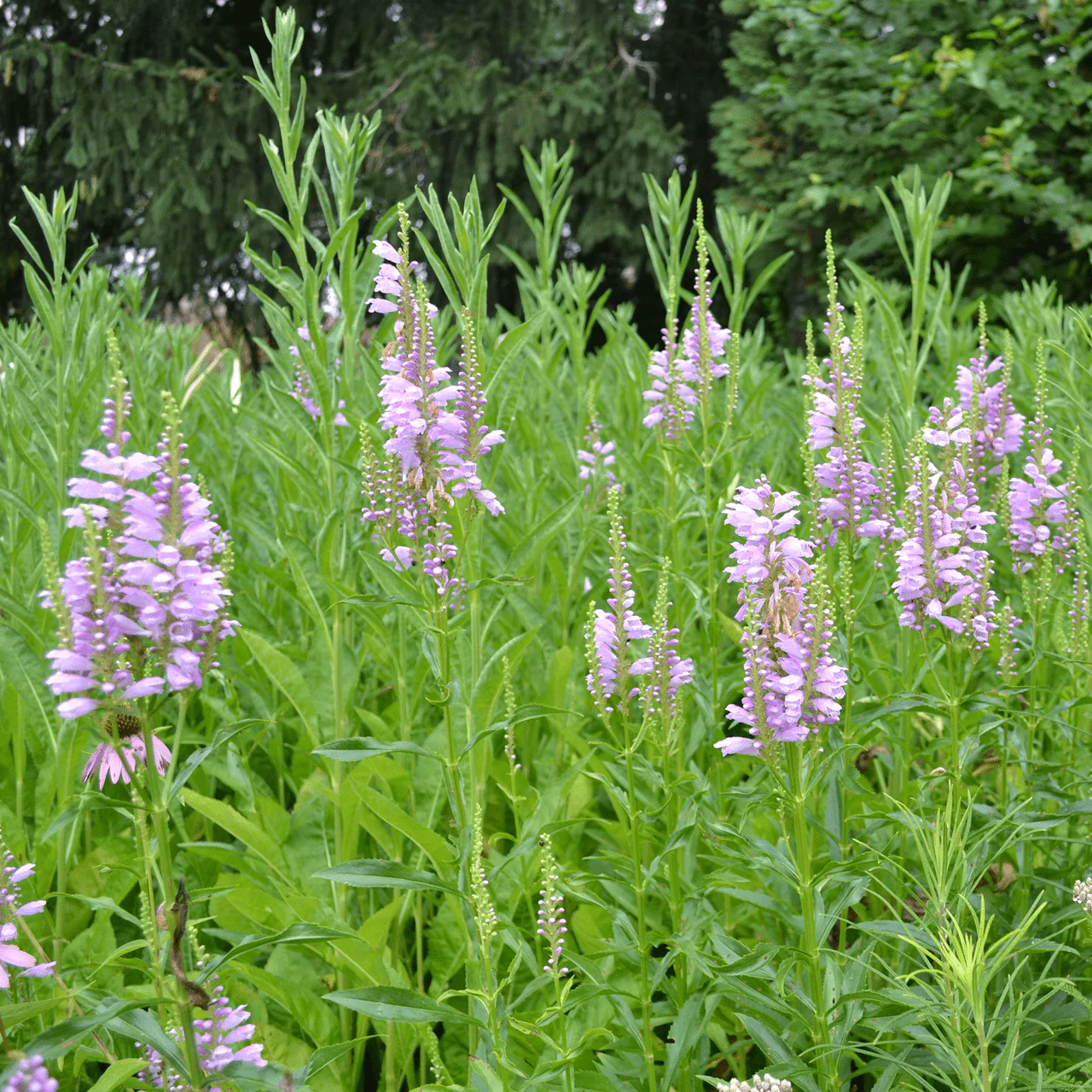 Obedient Plant (Physostegia virginianum) - Image 3