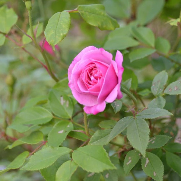 'Old Blush' China Rose (Rosa chinensis cv.) - Image 2