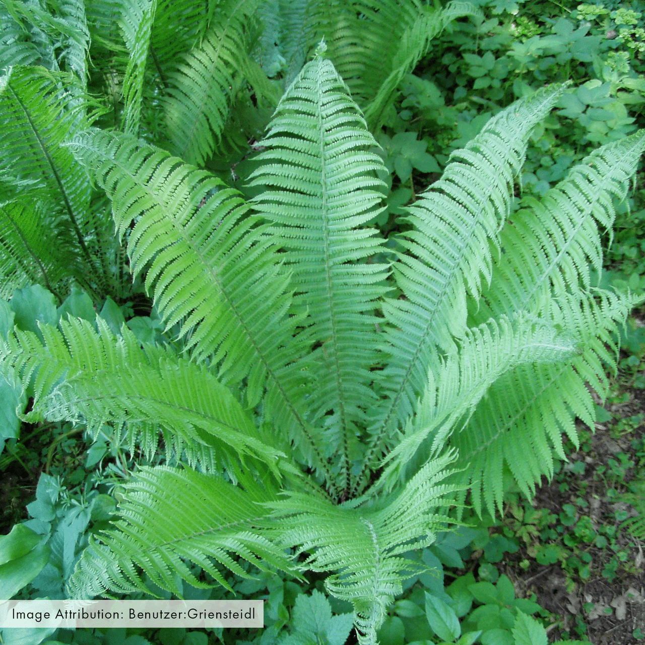 Ostrich Fern (Matteuccia struthiopteris) - Image 2