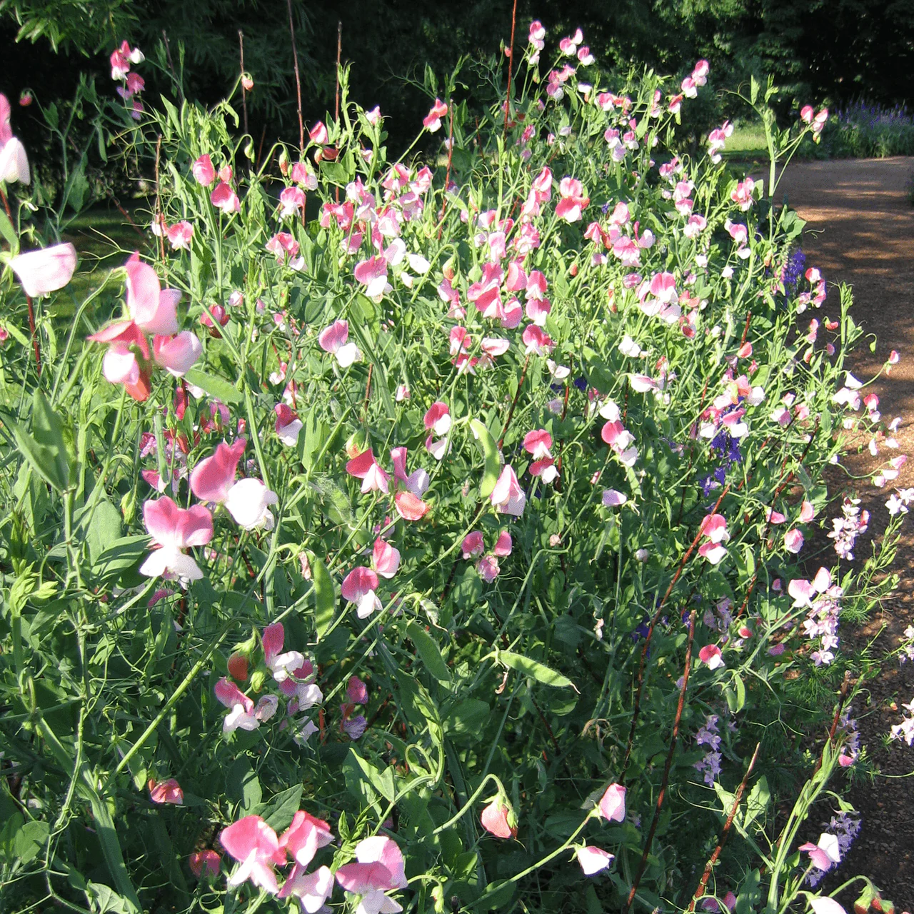 Painted Lady Sweet Pea Seeds (Lathyrus odoratus cv.) - Image 2