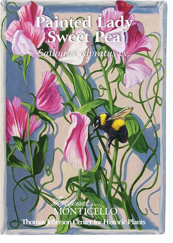 Painted Lady Sweet Pea Seeds (Lathyrus odoratus cv.) - Image 3