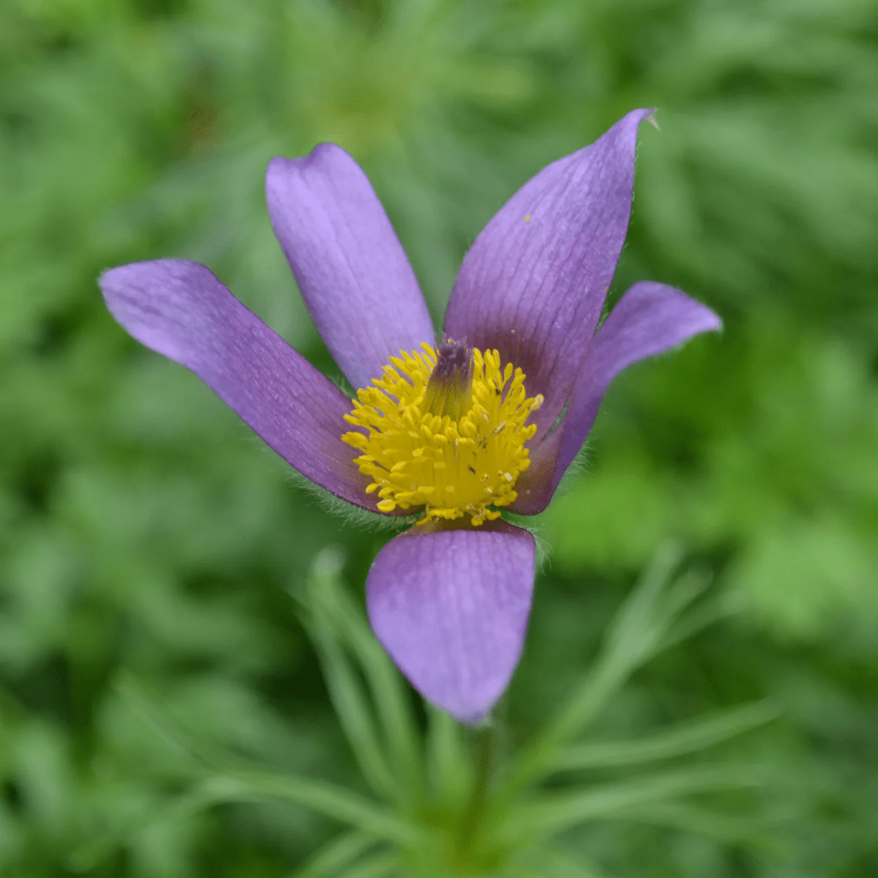Pasque Flower (Pulsatilla vulgaris) - Image 2