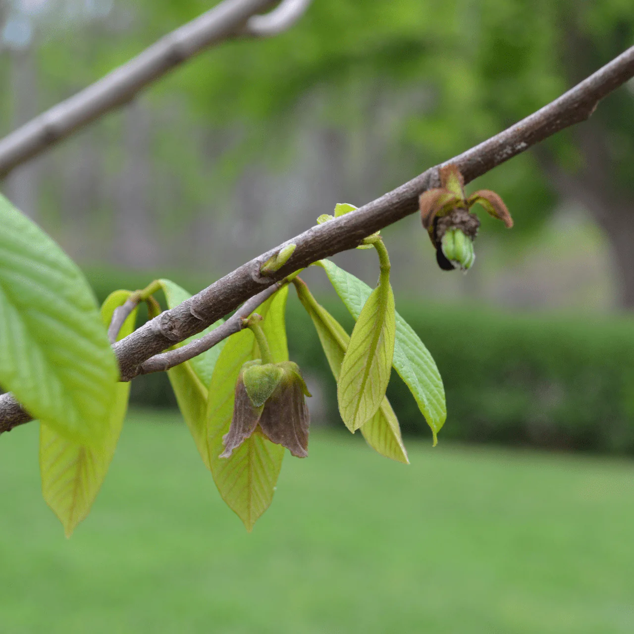 Paw Paw (Asimina triloba) - Image 2