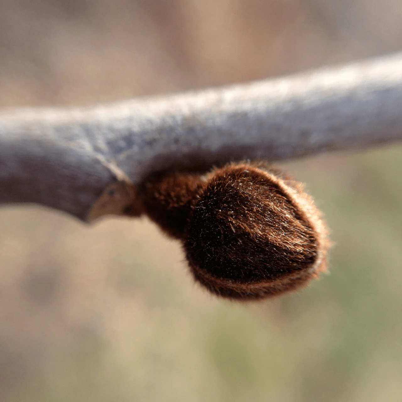 Paw Paw (Asimina triloba) - Image 4