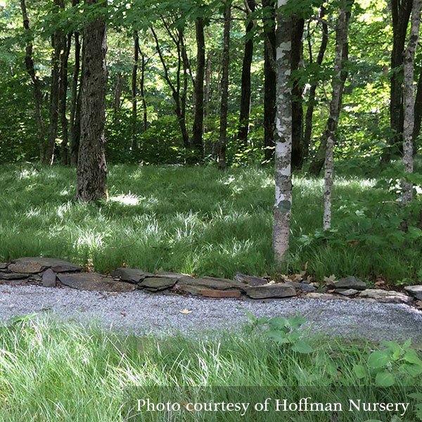Pennsylvania Sedge; Oak Sedge (Carex pensylvanica) - Image 2
