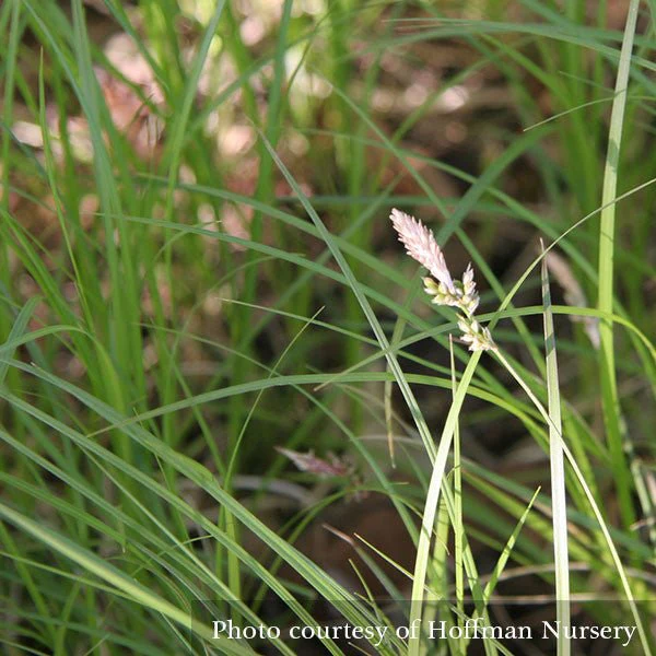 Pennsylvania Sedge; Oak Sedge (Carex pensylvanica) - Image 3